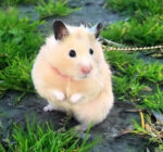 Hamster – Template HTML para Tecnologia e SaaS