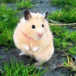 Hamster – Template HTML para Tecnologia e SaaS
