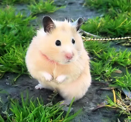 Hamster – Template HTML para Tecnologia e SaaS Hamster – Template HTML para Tecnologia e SaaS - Imagem 1