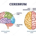 Cerebrum – Tema WordPress para Medicina