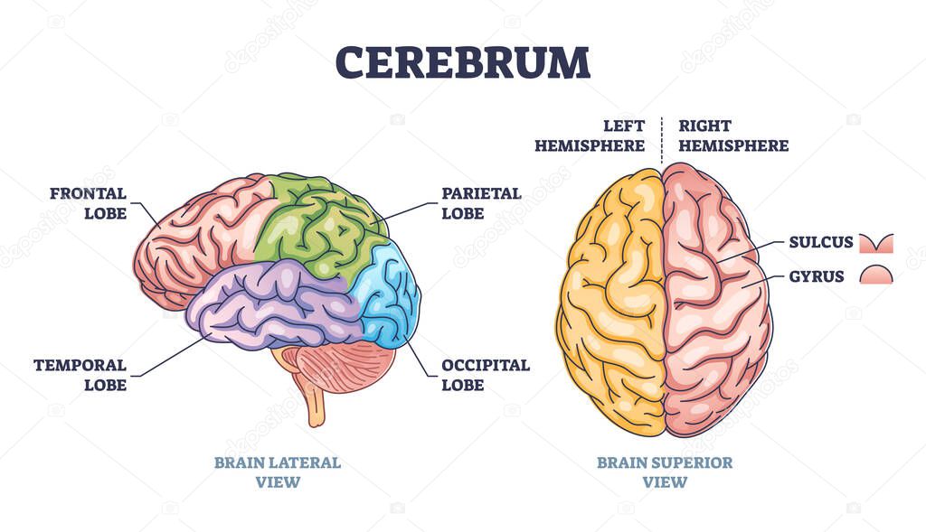 Cerebrum – Tema WordPress para Medicina Cerebrum – Tema WordPress para Medicina - Imagem 1